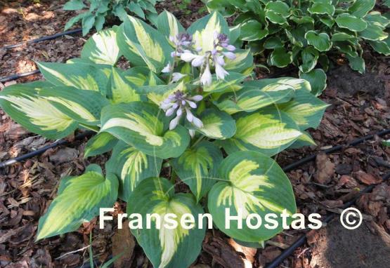 Hosta Forbidden Fruit - Fransen Hostas NL